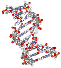 DNS - DNA (Desoxyribo-Nuklein-Säure)